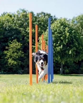 Agility Pinde – Slalomstænger til hundetræning og leg