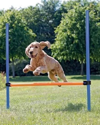Agility Spring til Hunde – Underholdende Træning derhjemme