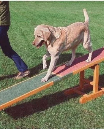 Agility Vippe til Hunde – Balancebom på Udsalg!
