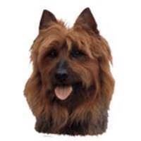 Klistermærker med Australsk Terrier til hundeudstyr - Must-have!