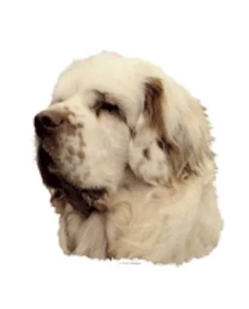 Klistermærker med Clumber Spaniel – Pift dit hundeudstyr op!