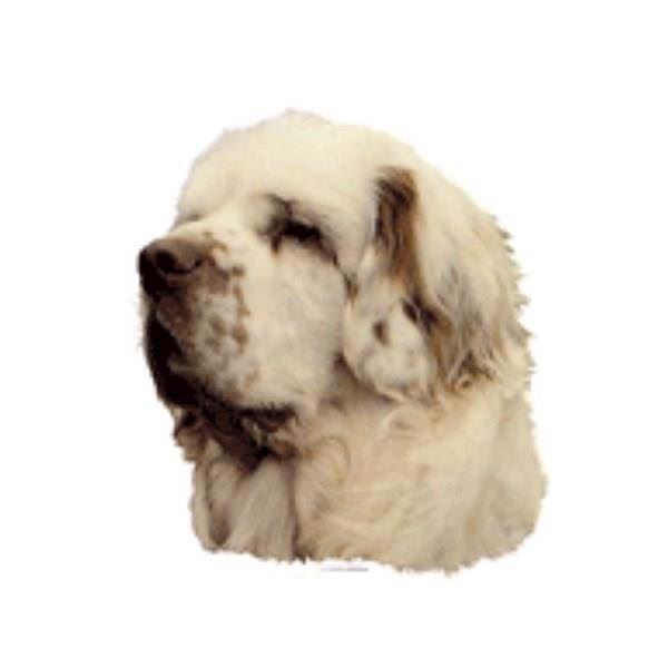 Klistermærker med Clumber Spaniel – Pift dit hundeudstyr op!
