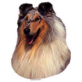 Selvklæbende Collie Klistermærker til Hundetilbehør