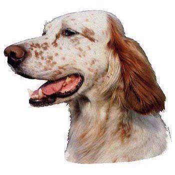 Engelsk Setter Klistermærke – Perfekt til hundeelskere!