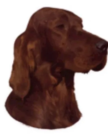 Klistermærker med Irsk Setter – Perfekte til hundeudstyr!