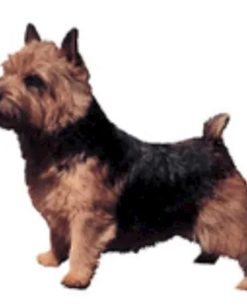 Selvklæbende Norwish Terrier klistermærker til hundeejere