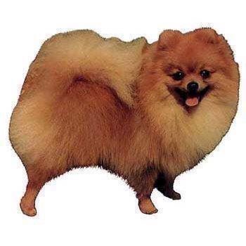 Selvklæbende Pomeranian Klistermærker til Dekoration