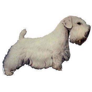 Sealyham Terrier klistermærker – Dekorativt hundeudstyr