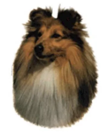 Shetland Sheepdog Klistermærke – Ideelt til Hundeskilt!