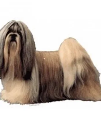 Selvklæbende Shih Tzu klistermærker til hundeelskere