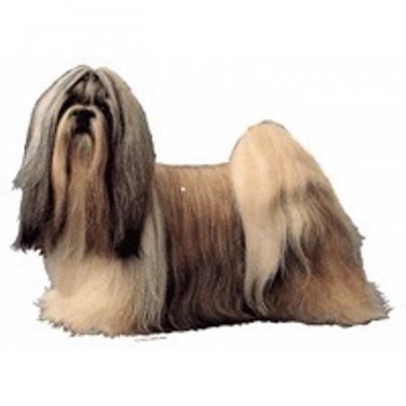 Selvklæbende Shih Tzu klistermærker til hundeelskere