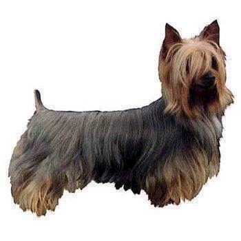 Selvklæbende Silke Terrier Klistermærker til Dit Hjem