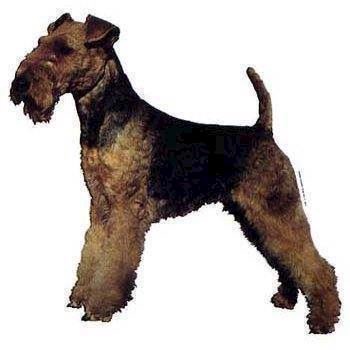 Klistermærker med Welsh Terrier – Ideelle til hundeejere!