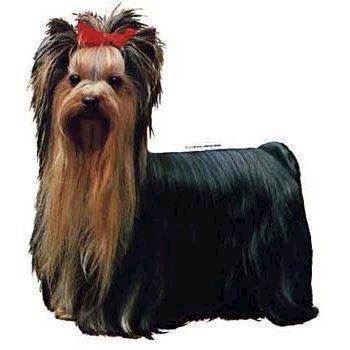 Selvklæbende klistermærker med Yorkshire Terrier-motiv