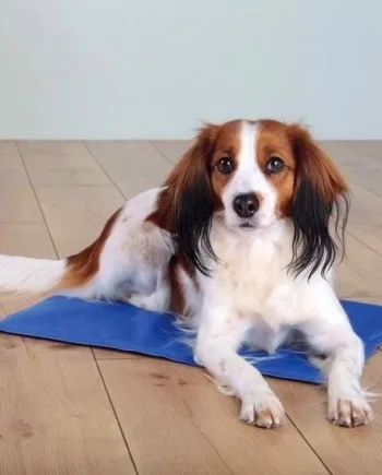 Kølemåtte til hunde – Blå 40 x 30 cm – Fantastisk tilbud!