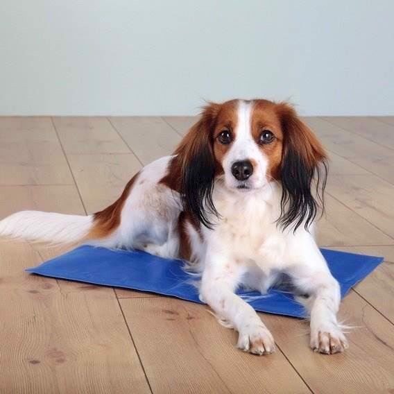 Kølemåtte til hunde – Blå 40 x 30 cm – Fantastisk tilbud!