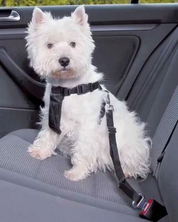 Sikkerhedssele til hund – Tryg transportløsning!