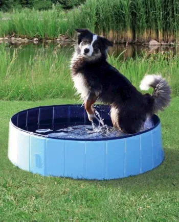 Vandbassin til Små Hunde – Ideelt til Varme Sommerdage