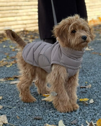 By Doodle Dogs Eva Vinter Hundejakke – Brun Tilbud!
