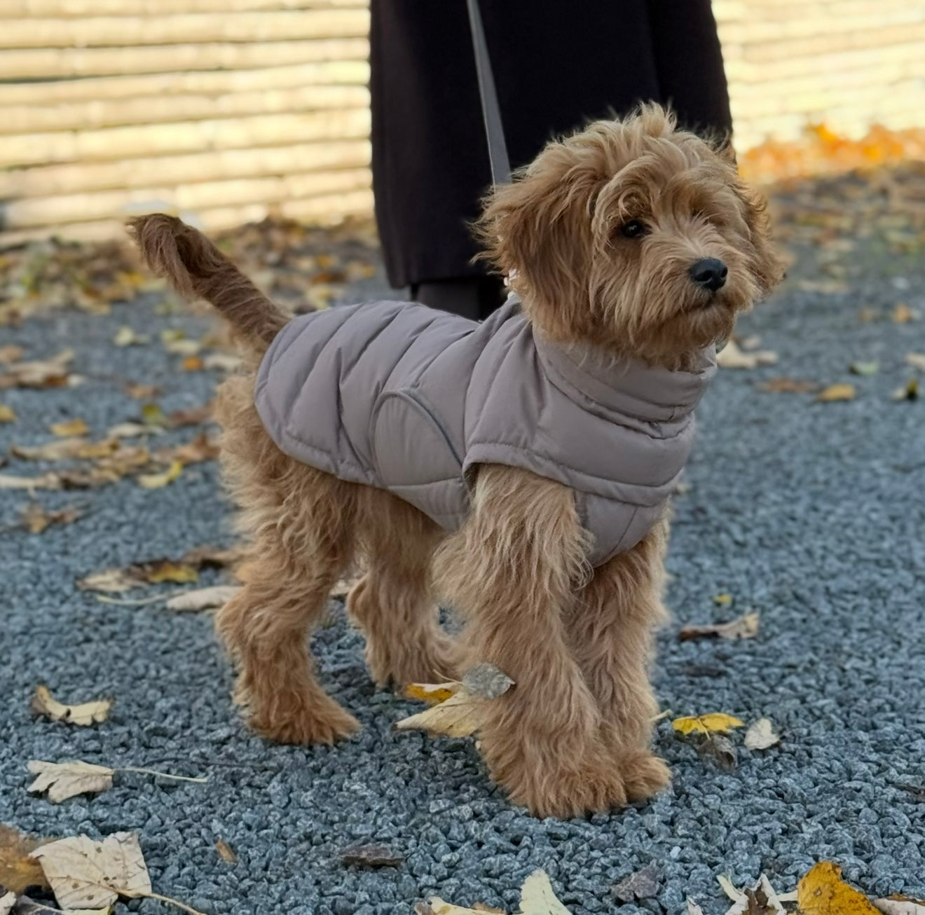 By Doodle Dogs Eva Vinter Hundejakke – Brun Tilbud!