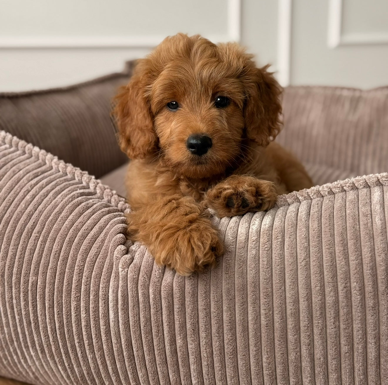 Carl Hundekurven   Lys Brun Bred Fløjl Medium