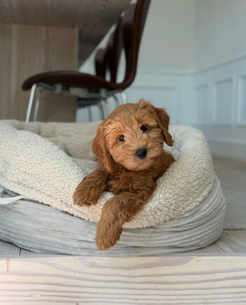 Hanna Hundekurv i Sherpa Fleece – Komfortabel og Stilfuld!