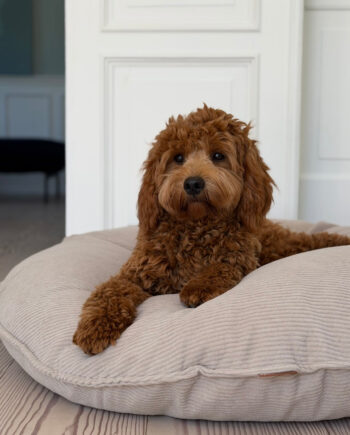 Ingolf Hundekurven   Lys Brun