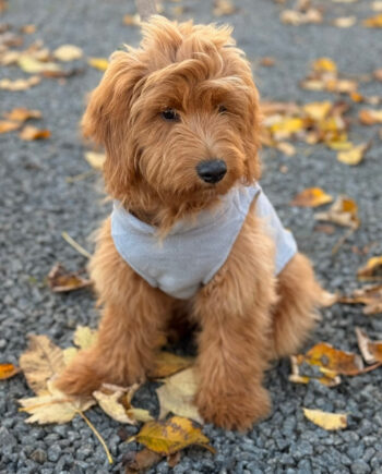 Brun Fleecetrøje til Hunde - Vinterens Uundgåelige Must-Have!