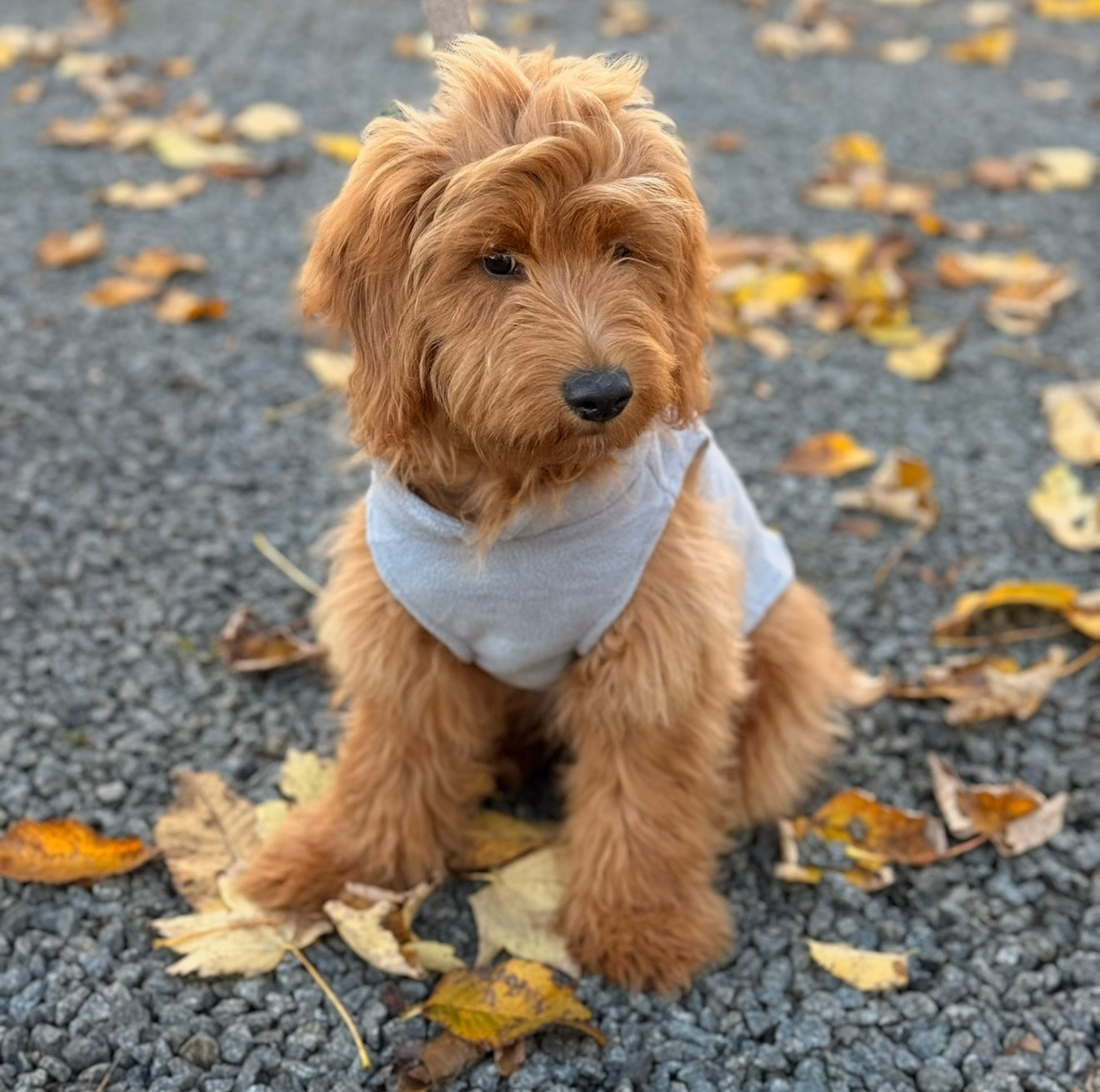 Brun Fleecetrøje til Hunde - Vinterens Uundgåelige Must-Have!