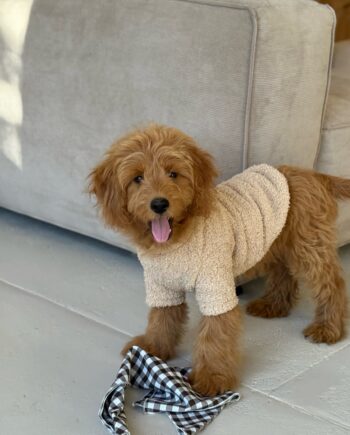 Lun Plysfleece Trøje til Hunde – Vinterens Must-Have!