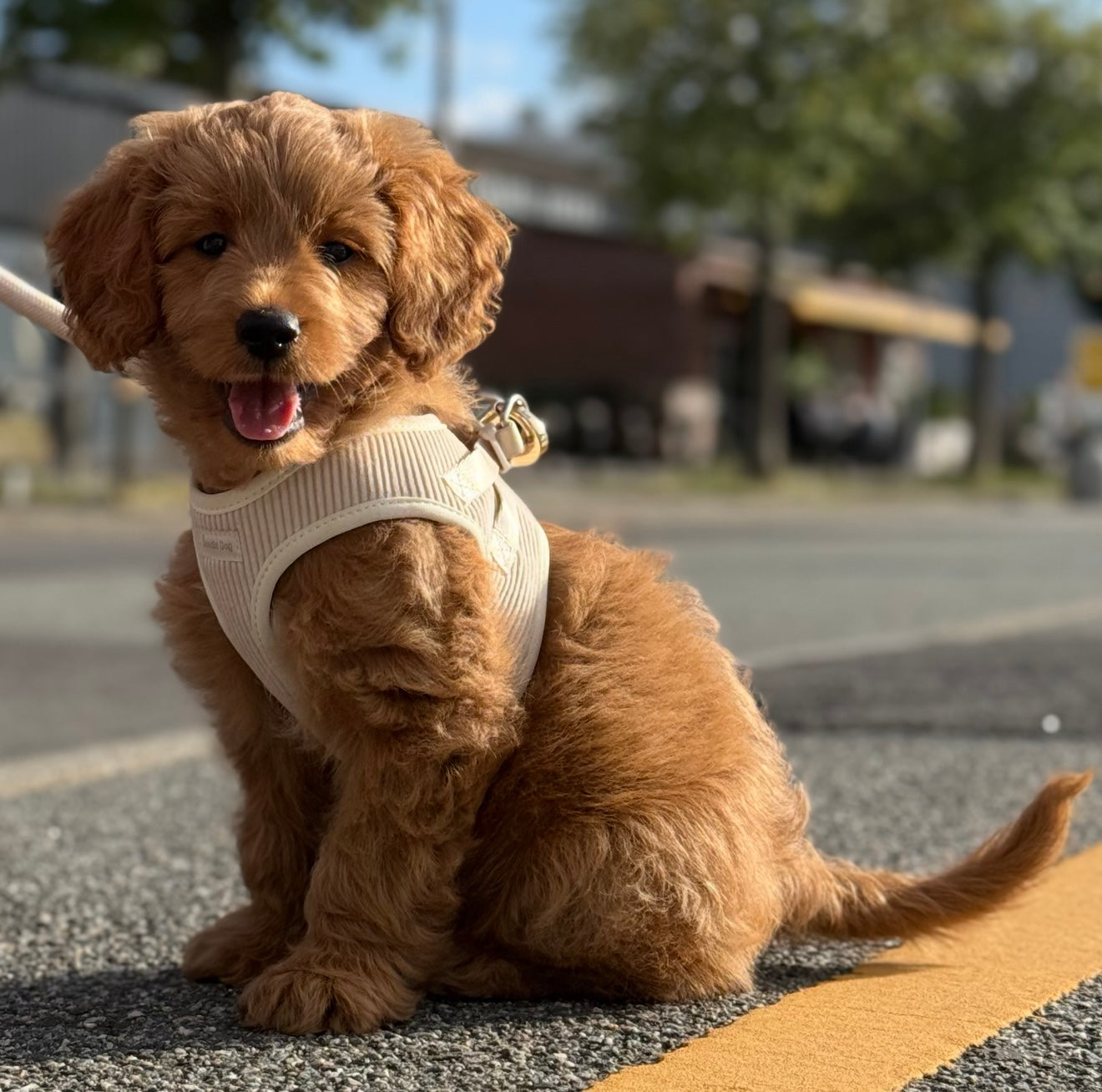Nora Fløjl Kropssele til Hund – Beige Tilbud!