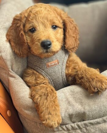 Elegant Hundesele i Brun Beige Tweed – Stil og Komfort!