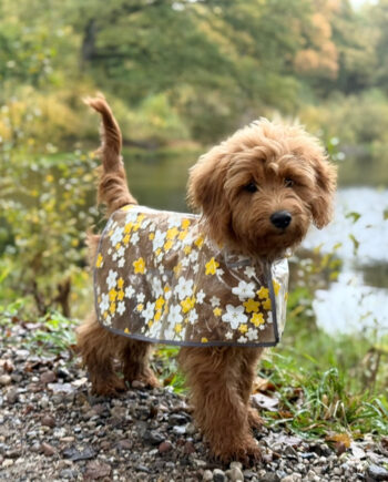 Blomsterregnjakke til hund - Gul - Perfekt til regnvejr!