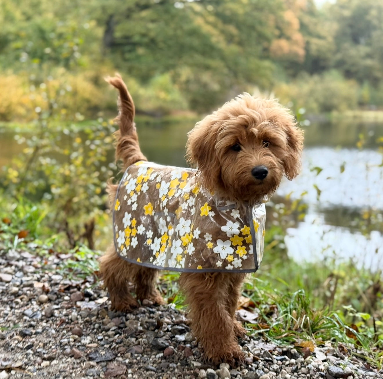 Blomsterregnjakke til hund - Gul - Perfekt til regnvejr!
