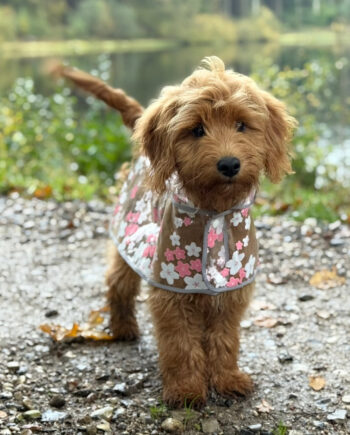 Blomsterregnjakke til hund - Pink med rabat!