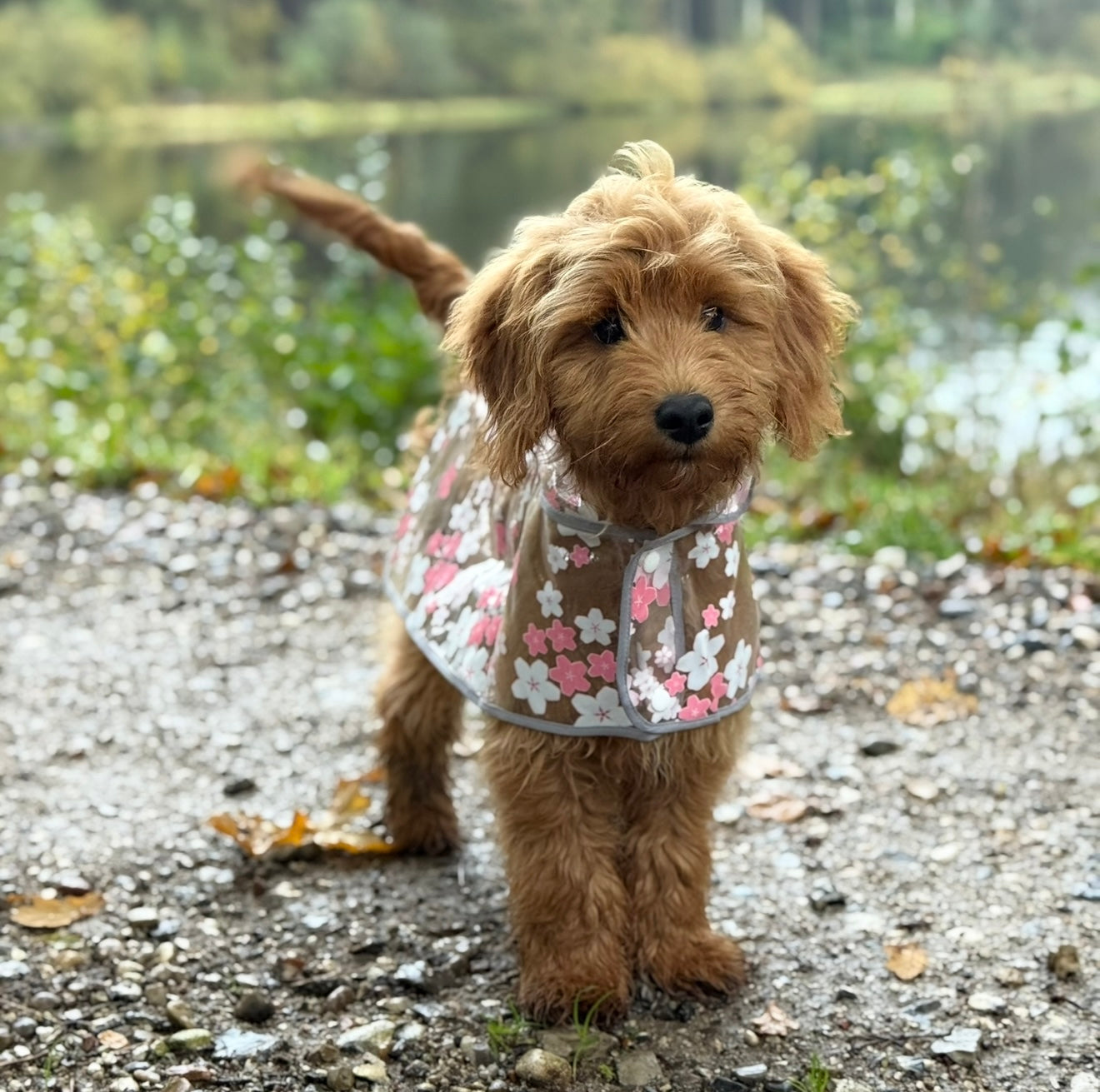 Blomsterregnjakke til hund - Pink med rabat!