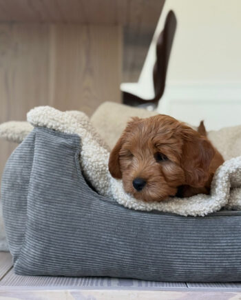 Sherpa Fleece Tæppe til Hunde – Komfort og Hygge!
