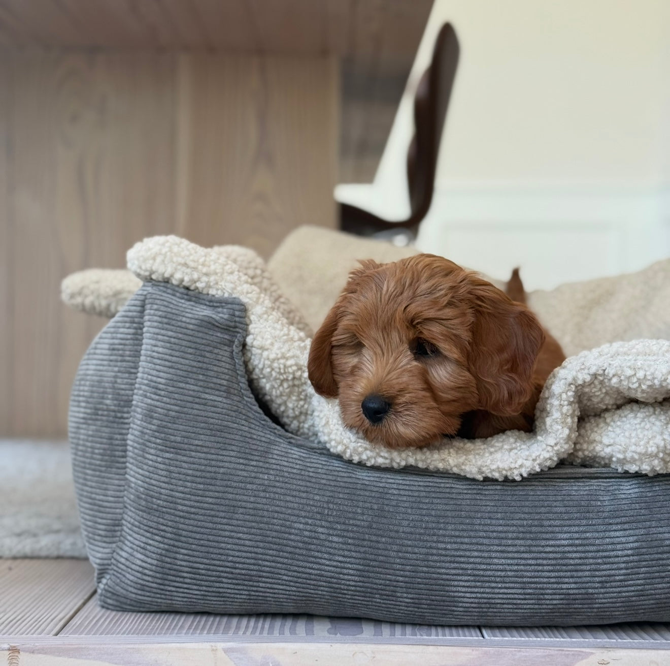 Sherpa Fleece Tæppe til Hunde – Komfort og Hygge!
