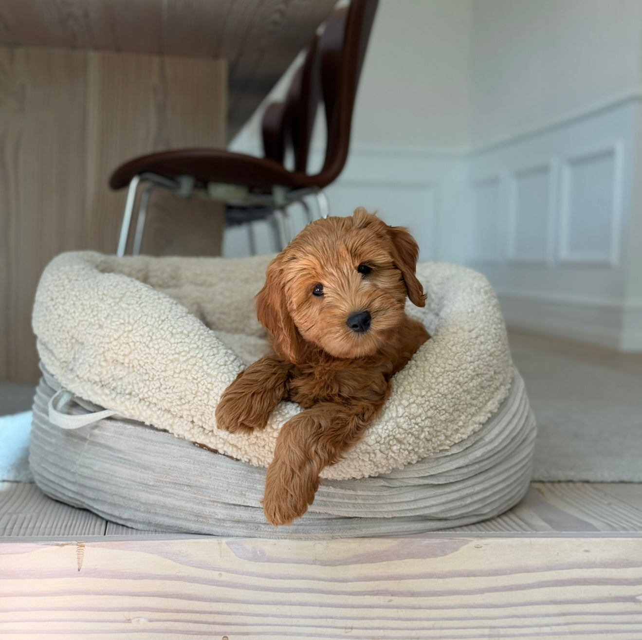 Hanna Hundekurv i Sherpa Fleece – Komfortabel og Stilfuld!