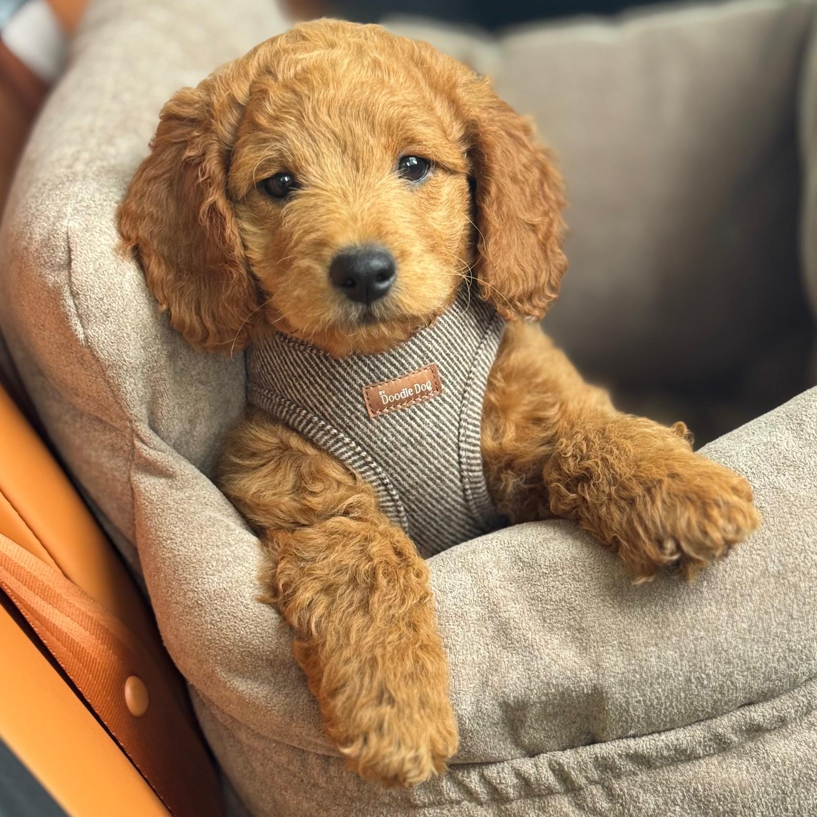 Elegant Hundesele i Brun Beige Tweed – Stil og Komfort!